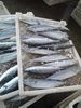 frozen fish spanish mackerel