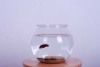plastic fish jar fish tank