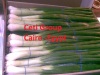 egyptian fresh spring onion