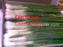 egyptian fresh spring onion