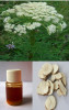 Angelica Dahurica Oil; Essential Oil