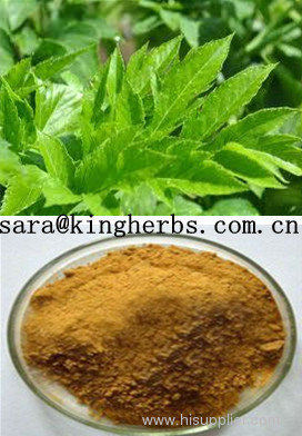 Angelica Keiskei Root Extract, Angelica Keiskei koidzmi Extract