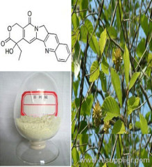 Camptotheca Acuminata Decne Extract;Camptothecine 96%,98%,99% min. By HPLC