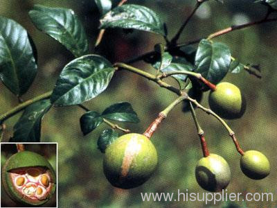 china Capparis Masaikai Extract