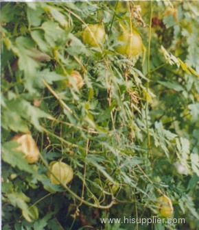Cardiospermum Extract; Plant Extract