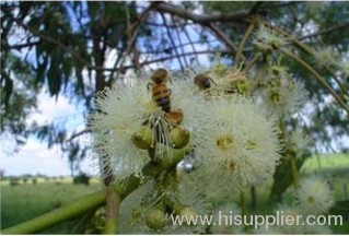 Baccharis Genistelloides Extract Powder