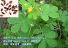 Cassia Seed Extract;5:1 By TLC, 10:1, 20:1