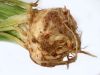 Celery Root Extract;plant extract