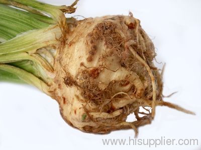 Celery Root Extract;plant extract