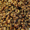 Celery Seed Extract 5:1, 6:1, 10:1