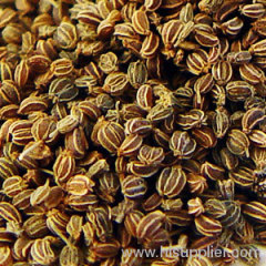 Celery Seed Extract 5:1, 6:1, 10:1