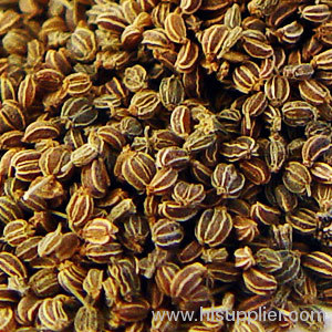 Celery Seed Extract 5:1, 6:1, 10:1