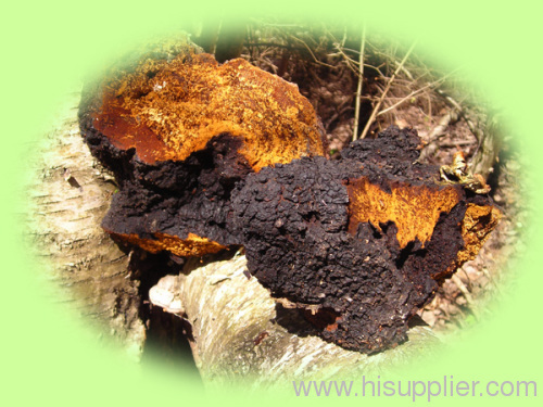 Chaga Extract-Inonotus Obliquus Extract; Polysaccharides 20%,25% By UV