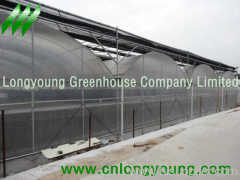 Plastic Film Multi-Span Greenhouse