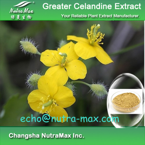 100% Natural Greater Celandine Extract 90% chelidonine