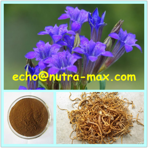 100% Natural Largeleaf Gentian Root Extract 12:1