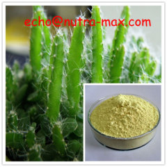 100% Natural Hoodia Cactus Extract 20:1