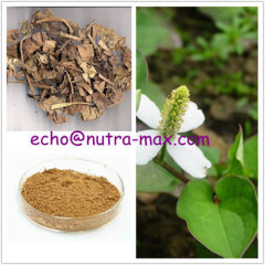 100% Natural Houttuyniae Extract 10:1