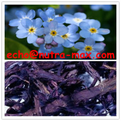 100% Natural Lithospermi Root Extract 30% Shikonin