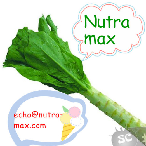 100% Natural Lettuce Extract Lactucin 12:1