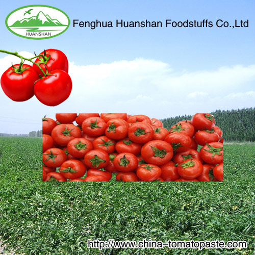 100% purecanned tomato paste from factory supplier