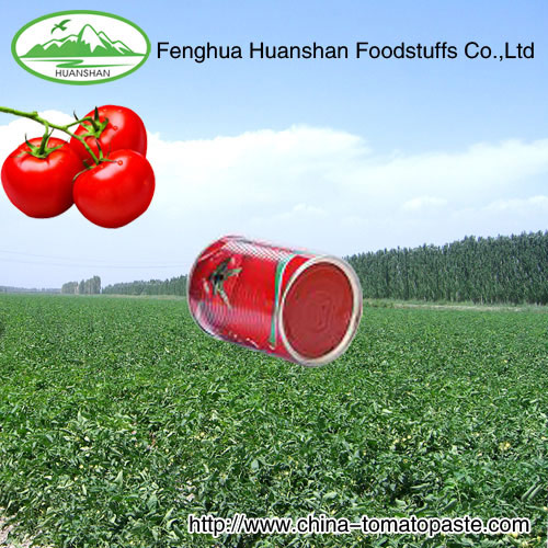 good taste canned tomato paste2012crop