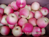 fresh shaanxi gala apple