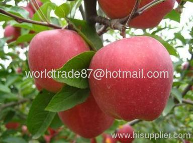 fresh red star apple