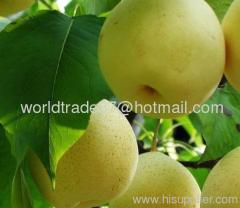 fresh shaanxi su pear