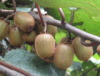 fresh green kiwi fruit