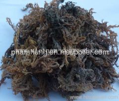 Dried Eucheuma cottonii Seaweed
