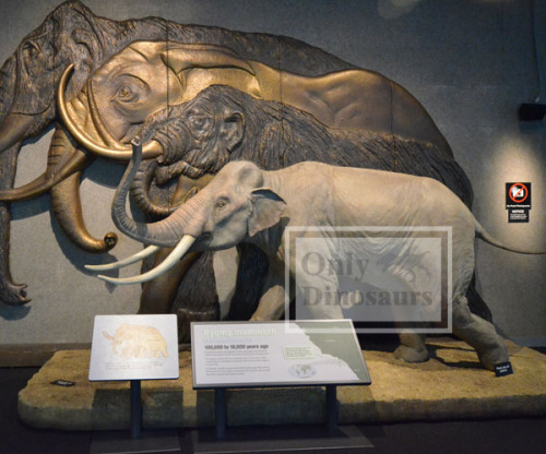 Fiberglass Animal Elephant Model