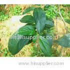 Chlorogenic acid powder extract