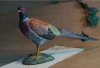 Popular Handcrafted Wooden Pheasant Gift