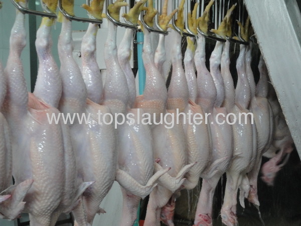 chicken slaughter defeathering machine