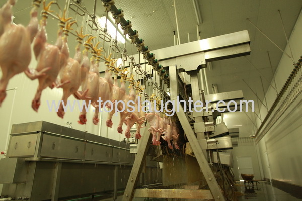 chicken slaughter defeathering machine