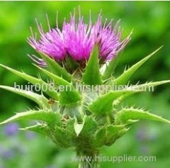 Milk Thistle P. E.