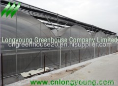 Gothic Plastic Film Multi-Span Greenhouse