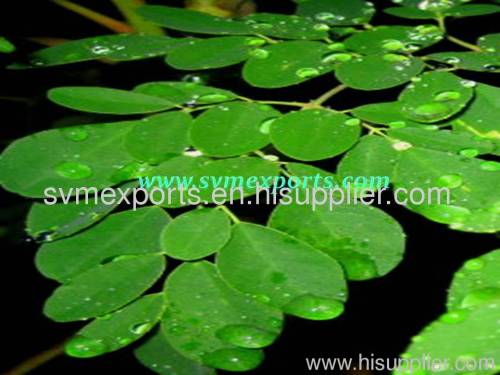 ORGANIC MORINGA DRY LEAF