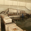 Chicken processing machine Cage Washer (Muslin)