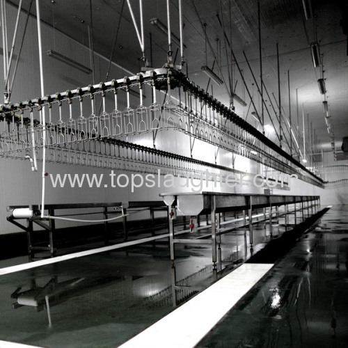 Chicken processing machine evisceration line