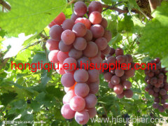 fresh red global grape