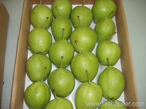 shannxi's early su pear golden pear