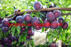 shaanxi Fresh Black Plum