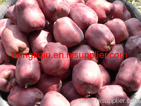 shaaxi Red delicious apple (Fresh huaniu apple)