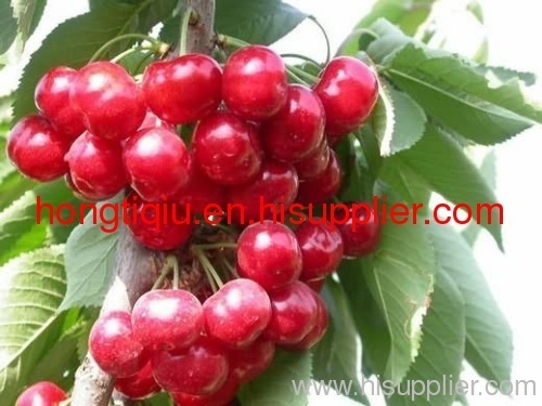 shaaxi plateau fresh Cherries
