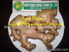 PREMIUM FRESH GINGER FROM VIETNAM