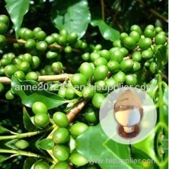 green coffe bean extract