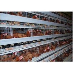 Chicken Cage Hen Coop Layer Coop Galvanized Layer Chicken HenCoop Poultry Chicken Cage metal cages