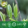 green tea extract polyphenols
